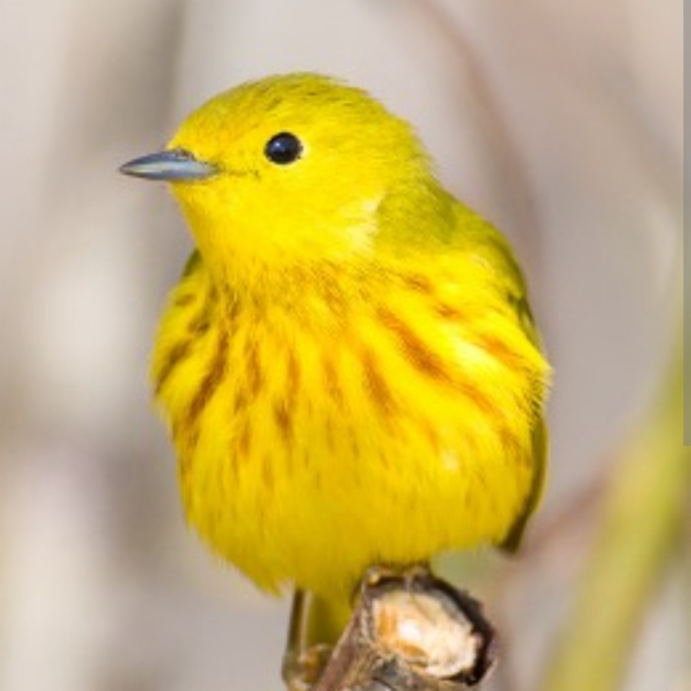 Photo d’Anne-Marie LORENZO