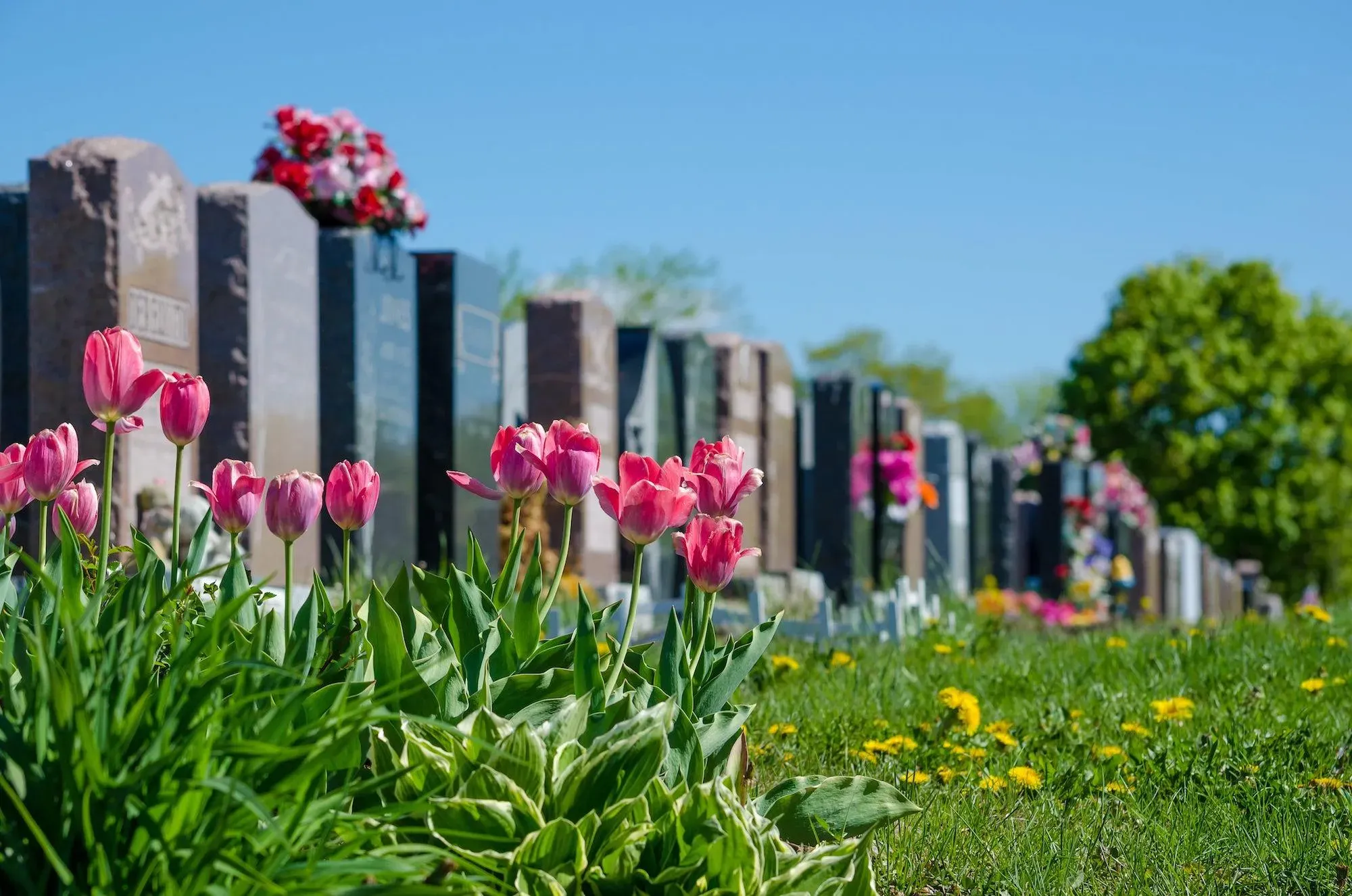 Rangée de stèles funéraires en pierre ornées de tulipes roses dans un cimetière.